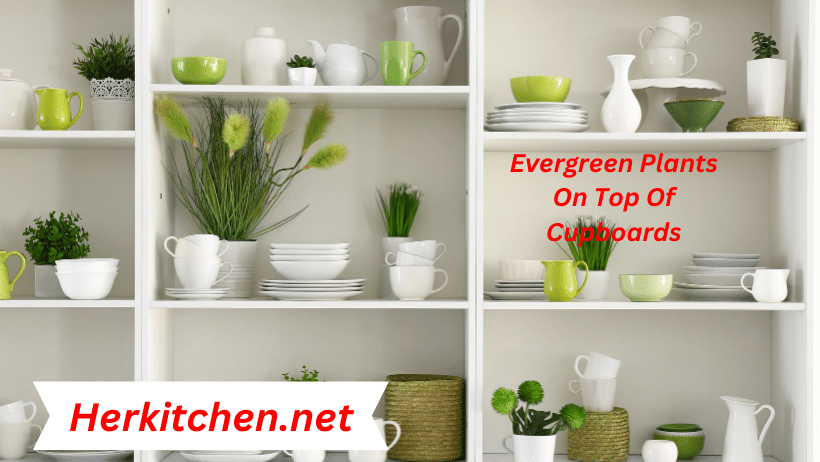 Evergreen Plants On Top Of Cupboards